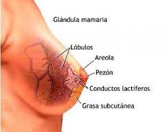 Mutaciones paternas de oncogenes más agresivas en el desarrollo de cáncer de mama