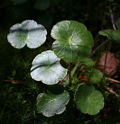 Hidrocótila o sombrerillo de agua 
