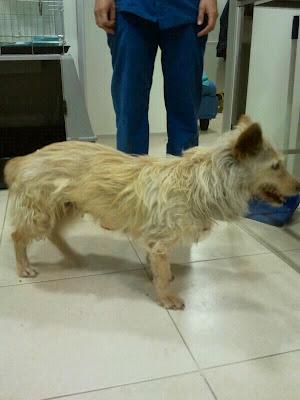 PEPA, una mama abuelita, a punto de morir, ahora busca adopcion y poder pagar sus gastos.‏ (Murcia)