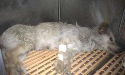 PEPA, una mama abuelita, a punto de morir, ahora busca adopcion y poder pagar sus gastos.‏ (Murcia)