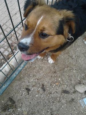 PERLA - cachorrita de 8 meses de tamaño pequeño. Madrid. Urgente!!!!‏