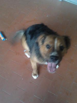 PERLA - cachorrita de 8 meses de tamaño pequeño. Madrid. Urgente!!!!‏