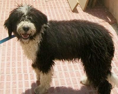 LANITAS, preciosa perrita de aguas, sólo un añito, NECESITA UN BUEN HOGAR!!