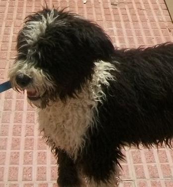 LANITAS, preciosa perrita de aguas, sólo un añito, NECESITA UN BUEN HOGAR!!