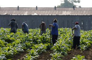 Estados Unidos: Violencia y acoso sexual de trabajadoras agrícolas inmigrantes