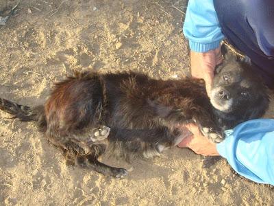ROCIO EN LA CALLE Y MINADA DE BICHOS. (HUELVA)