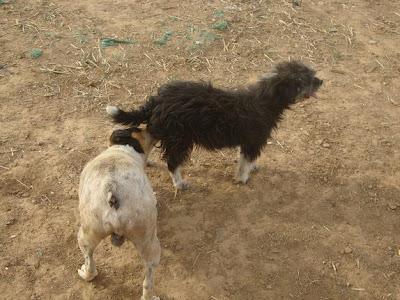 BODEGUERO MACHO EN LA CALLE LLENO DE BICHOS. (HUELVA)