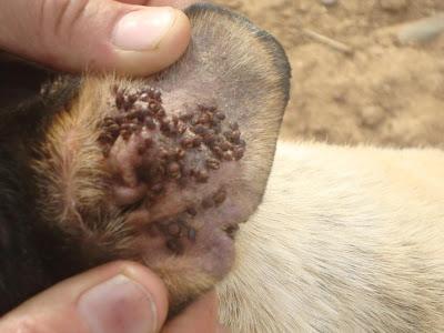BODEGUERO MACHO EN LA CALLE LLENO DE BICHOS. (HUELVA)