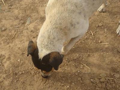 BODEGUERO MACHO EN LA CALLE LLENO DE BICHOS. (HUELVA)