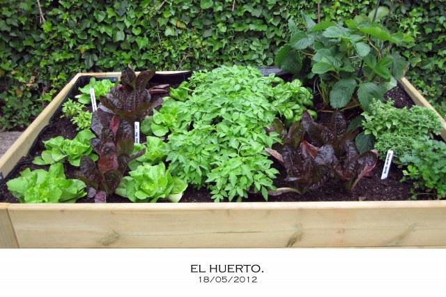 Las lechugas, bien ( menos una).