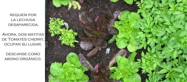 Las lechugas, bien ( menos una).