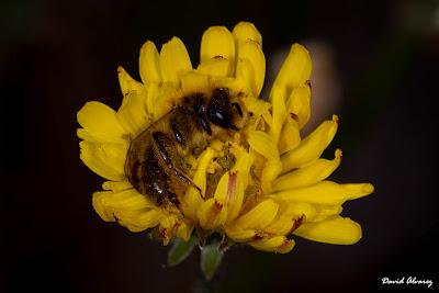 El sueño de la abeja