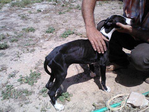 Al intentar robarla la han lesionado y el adoptante no la quiere