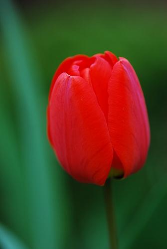 Un tulipán rojo