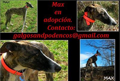 MAX, precioso galgo en adopción.