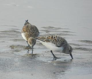 Una tarde con los tridáctilos