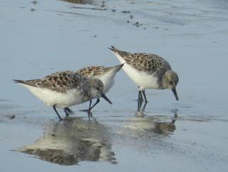 Una tarde con los tridáctilos