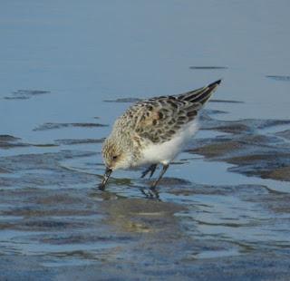 Una tarde con los tridáctilos