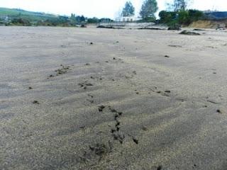 Una tarde con los tridáctilos