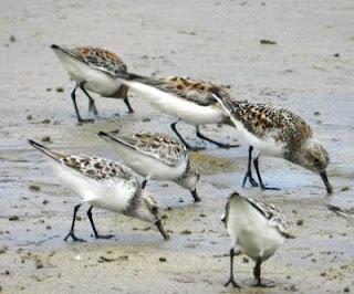 Una tarde con los tridáctilos