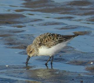 Una tarde con los tridáctilos