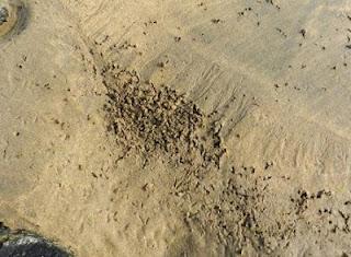 Una tarde con los tridáctilos