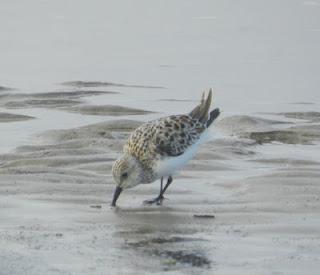 Una tarde con los tridáctilos