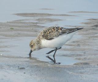 Una tarde con los tridáctilos