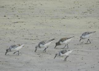 Una tarde con los tridáctilos