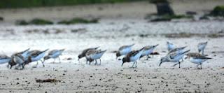 Una tarde con los tridáctilos