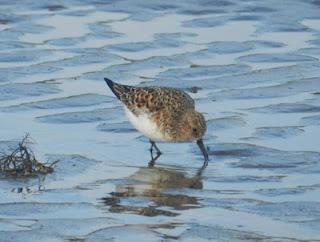 Una tarde con los tridáctilos