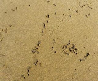 Una tarde con los tridáctilos