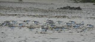 Una tarde con los tridáctilos