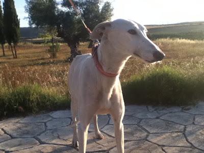 GALGA EMBARAZADA EN LA CARRETERA. (SEVILLA)
