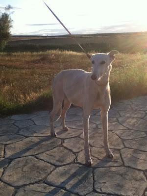 GALGA EMBARAZADA EN LA CARRETERA. (SEVILLA)