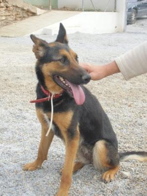 INCREIBLE QUE NADIE QUIERA A ESTA PRECIOSIDAD, MAS DE 11 MESES EN RESIDENCIA!!!! MURCIA