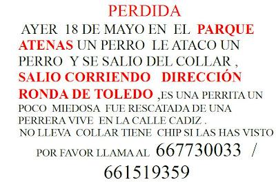 MUY URGENTE!! Podenca perdida en Madrid.