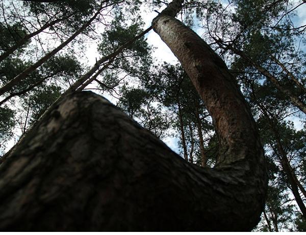 El curioso bosque de árboles torcidos de Gryfino en Polonia