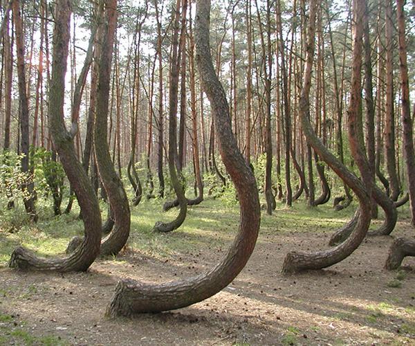 El curioso bosque de árboles torcidos de Gryfino en Polonia