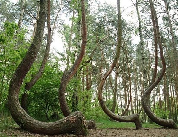 El curioso bosque de árboles torcidos de Gryfino en Polonia