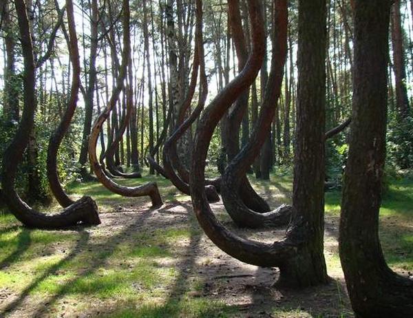 El curioso bosque de árboles torcidos de Gryfino en Polonia