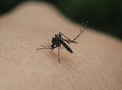 Prevenir picaduras mosquitos niños bebés