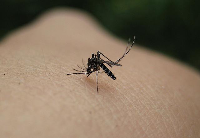 Prevenir las picaduras de mosquitos en niños y bebés