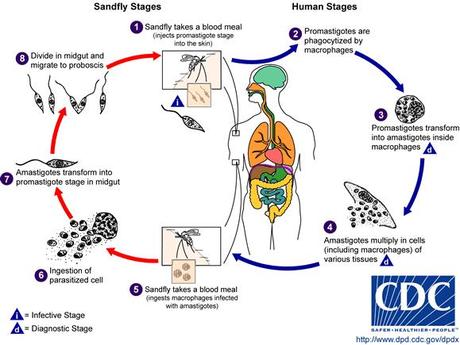 Leishmania. Ciclo