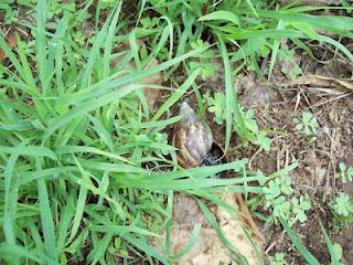 Casualmente fuí hoy donde mi vecina y por la lluvia habia salido un Caracol Africano