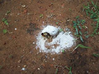 Casualmente fuí hoy donde mi vecina y por la lluvia habia salido un Caracol Africano