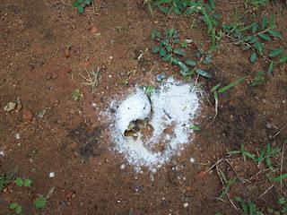 Casualmente fuí hoy donde mi vecina y por la lluvia habia salido un Caracol Africano