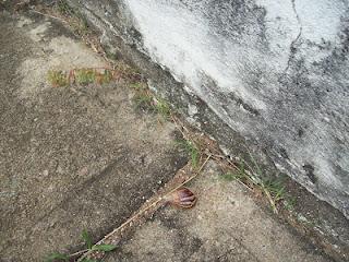 Casualmente fuí hoy donde mi vecina y por la lluvia habia salido un Caracol Africano