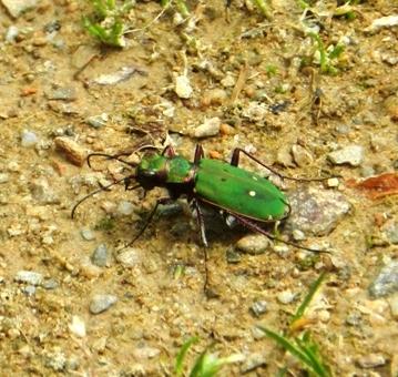 Cicindelas