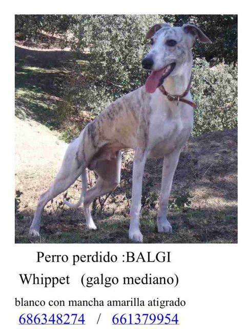 Balgui perdido en la casa de campo (Madrid)